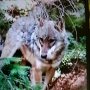 profilové foto kuba vlk