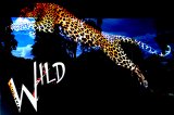 velké logo klubu Wild