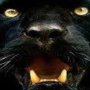 profilové foto HBC Panthers Hrabůvka